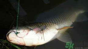 十月份可以釣鯉魚嗎？十月份釣鯉魚用什么餌？
