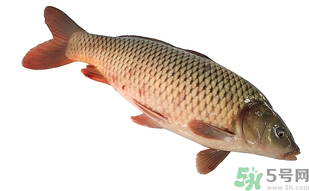 十月份可以釣鯉魚嗎？十月份釣鯉魚用什么餌？