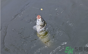 十月份怎么釣鯽魚?十月份怎么釣鯉魚? 十月份怎么釣鯽魚?十月份怎么釣鯉魚?