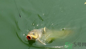 十月份怎么釣鯽魚?十月份怎么釣鯉魚? 十月份怎么釣鯽魚?十月份怎么釣鯉魚?