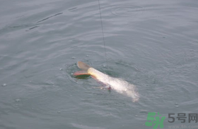 十月份怎么釣鯽魚?十月份怎么釣鯉魚? 十月份怎么釣鯽魚?十月份怎么釣鯉魚?