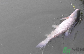秋天釣草魚用什么餌？秋季釣草魚用什么餌最好？ 