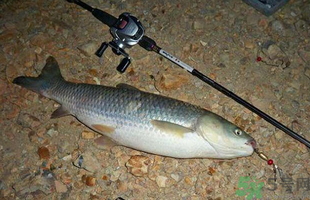 秋天釣草魚用什么餌？秋季釣草魚用什么餌最好？ 