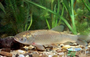 秋天釣草魚用什么餌？秋季釣草魚用什么餌最好？ 