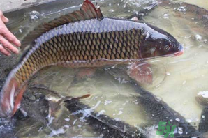 用玉米粒怎么釣鯉魚？玉米粒怎么泡制釣魚餌料？