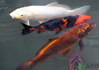用玉米粒怎么釣鯉魚？玉米粒怎么泡制釣魚餌料？