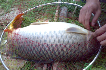 用玉米粒怎么釣鯉魚？玉米粒怎么泡制釣魚餌料？