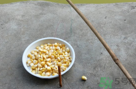 玉米粒怎么釣魚？怎么用玉米粒釣魚？
