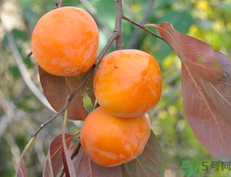 黃柿子和紅柿子有什么區(qū)別？紅柿子和黃柿子哪個好？