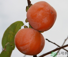黃柿子和紅柿子有什么區(qū)別？紅柿子和黃柿子哪個好？