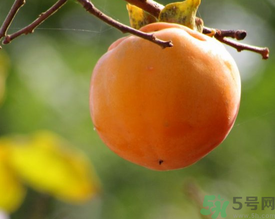 黃柿子和紅柿子有什么區(qū)別？紅柿子和黃柿子哪個好？