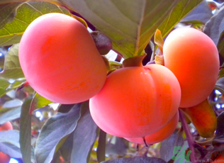 黃柿子和紅柿子有什么區(qū)別？紅柿子和黃柿子哪個好？