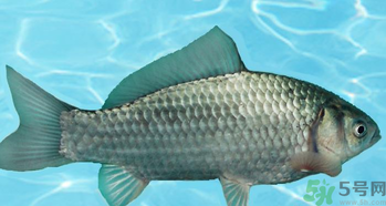 釣的魚在家怎么養(yǎng)活？釣的魚怎么保持不死？