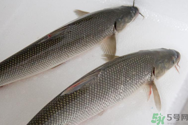 釣的魚在家怎么養(yǎng)活？釣的魚怎么保持不死？