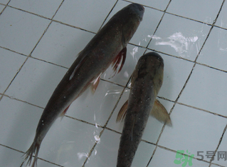 釣的魚在家怎么養(yǎng)活？釣的魚怎么保持不死？