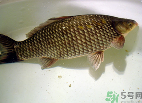 釣的魚(yú)死了還能吃嗎？釣的魚(yú)死了怎么處理？