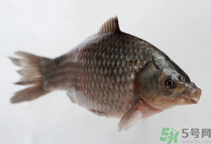 釣的魚(yú)死了還能吃嗎？釣的魚(yú)死了怎么處理？