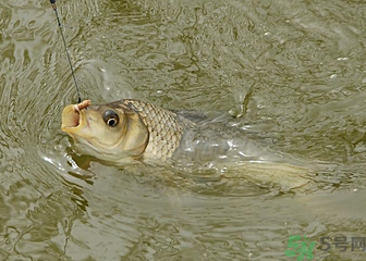 釣的魚(yú)死了還能吃嗎？釣的魚(yú)死了怎么處理？