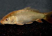 用玉米粒怎么釣鯉魚？玉米粒怎么泡制釣魚餌料？