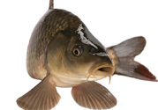 十月份草魚好釣嗎？十月份怎么釣草魚？