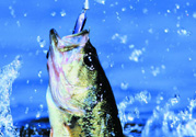 十月份釣什么魚(yú)？十月份釣魚(yú)技巧