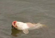 十月份怎么釣鯽魚？十月份怎么釣鯉魚？