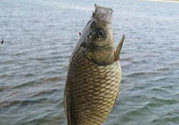 秋天黑坑釣鯽魚用什么餌料？秋天黑坑釣鯽魚餌料配方