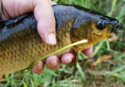 野生鯽魚怎么釣？釣野生鯽魚的技巧