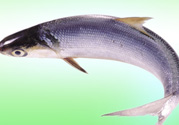 十月份能釣鰱魚嗎？鰱魚幾月份好釣？
