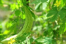喝苦瓜能減肥嗎？喝苦瓜茶減肥效果怎么樣？