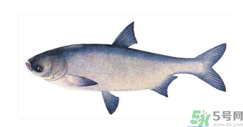 十月份能釣鰱魚嗎？鰱魚幾月份好釣？