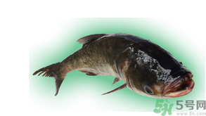 十月份能釣鰱魚嗎？鰱魚幾月份好釣？