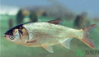 十月份能釣鰱魚嗎？鰱魚幾月份好釣？