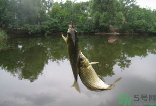 秋天釣魚什么風(fēng)向最好？秋天什么風(fēng)向好釣魚？