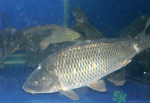 活鯉魚怎么保存？鯉魚怎么養(yǎng)才不容易死？