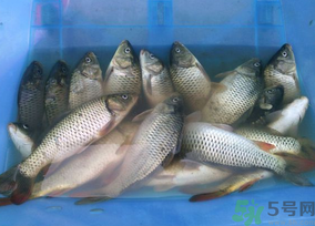 活鯉魚怎么保存？鯉魚怎么養(yǎng)才不容易死？