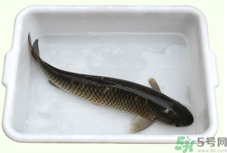 鯉魚死了還能吃嗎?鯉魚死了多久不能吃? 鯉魚死了還能吃嗎?鯉魚死了多久不能吃?