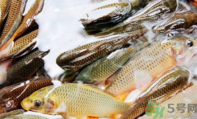 鯉魚死了怎樣保鮮？鯉魚死后怎么保存？