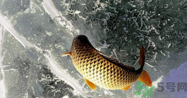 鯉魚死了怎樣保鮮？鯉魚死后怎么保存？