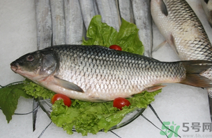 鯉魚死了怎樣保鮮？鯉魚死后怎么保存？
