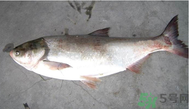 秋天釣鰱魚用什么餌料？秋天釣鰱魚用什么味餌？