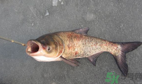 秋天釣鰱魚用什么餌料？秋天釣鰱魚用什么味餌？