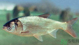 秋天釣鰱魚用什么餌料？秋天釣鰱魚用什么味餌？