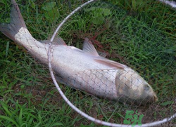 秋天怎么釣鰱魚？秋天釣鰱魚技巧