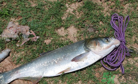 秋天怎么釣鰱魚？秋天釣鰱魚技巧