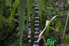甘蔗一天吃多少最好？甘蔗能每天都吃嗎？