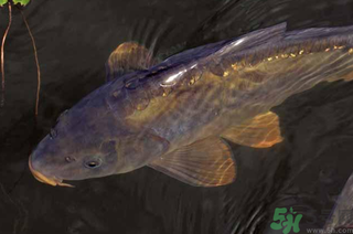 野生鯉魚怎么釣？野生鯉魚用什么釣最好？