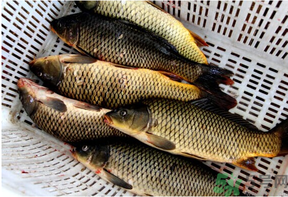 野生鯉魚怎么釣？野生鯉魚用什么釣最好？