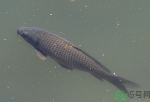 野生鯉魚怎么釣？野生鯉魚用什么釣最好？