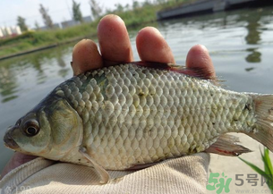 野生鯽魚多少錢一斤？野生鯽魚怎么區(qū)分？